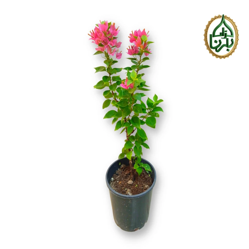 Bougainvillea Pink Pixie Small