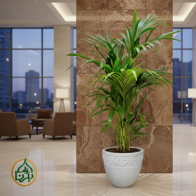 Howea forsteriana (Kentia Palm)