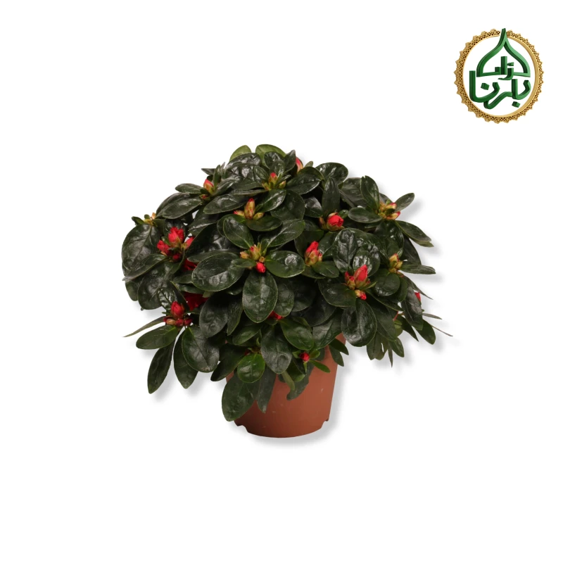 Rhododendron Azalia Red