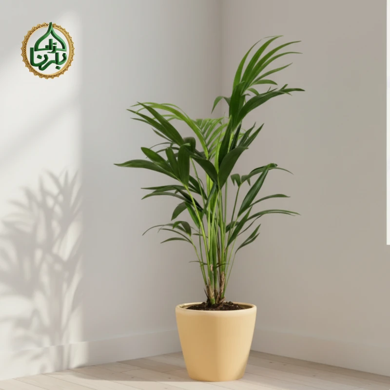 Howea Forsteriana- Kentia Palm (Small)