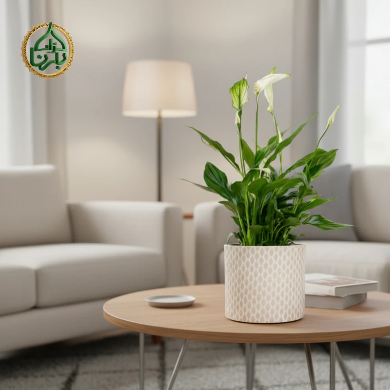 Spathiphyllum-Peace lily (Small)