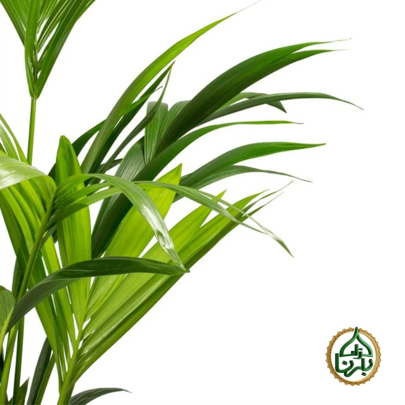 Howea Forsteriana- Kentia Palm (Small)