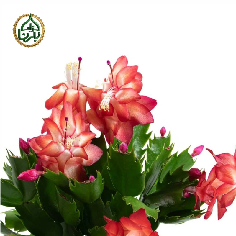 Christmas Cactus (Schlumbergera)- Red
