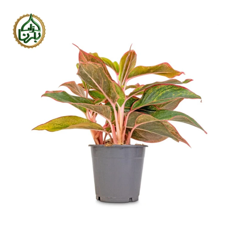 Aglaonema Crete