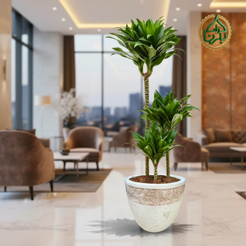 Dracaena fragrans Compacta 3PP