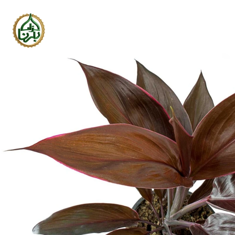 Cordyline fruticosa Mambo (Hawaiian Ti Plant)