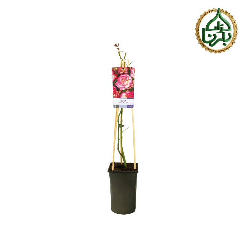 Climbing Rose Pink