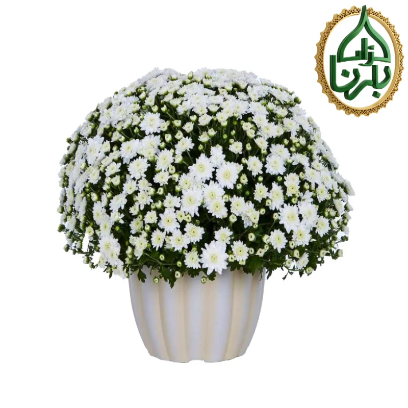 Chrysanthemum Jasoda White