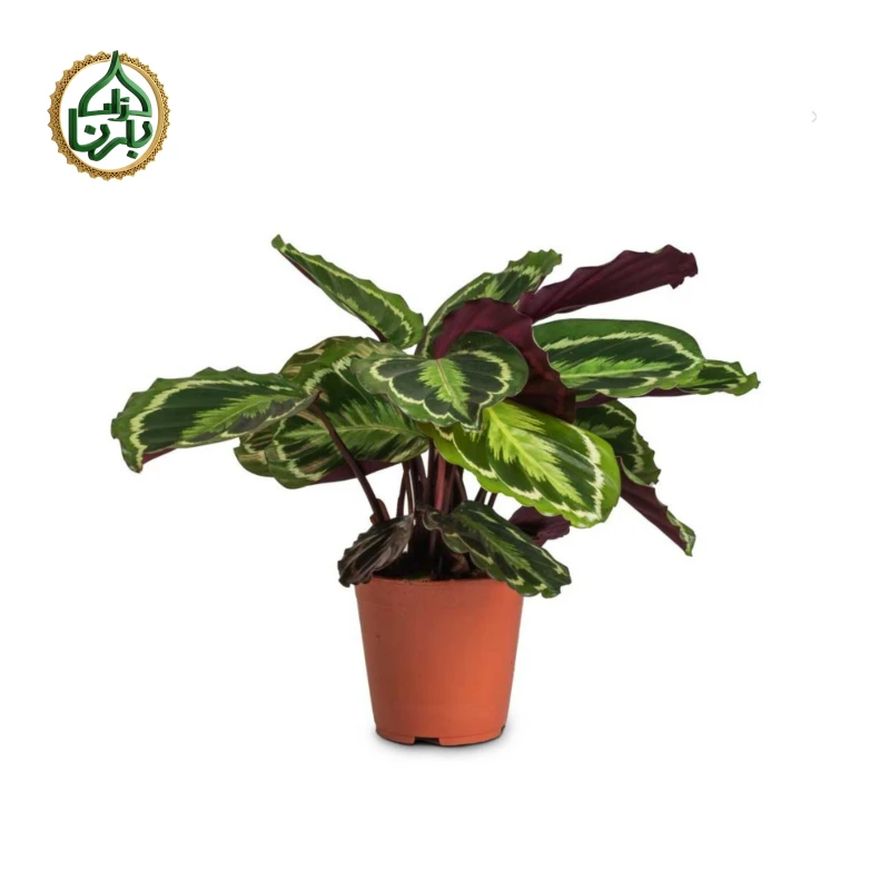 Calathea Marion