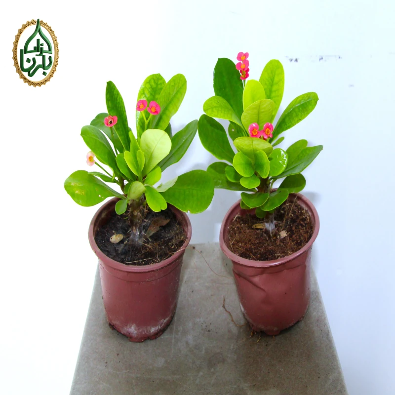 Euphorbia milii 1 piece