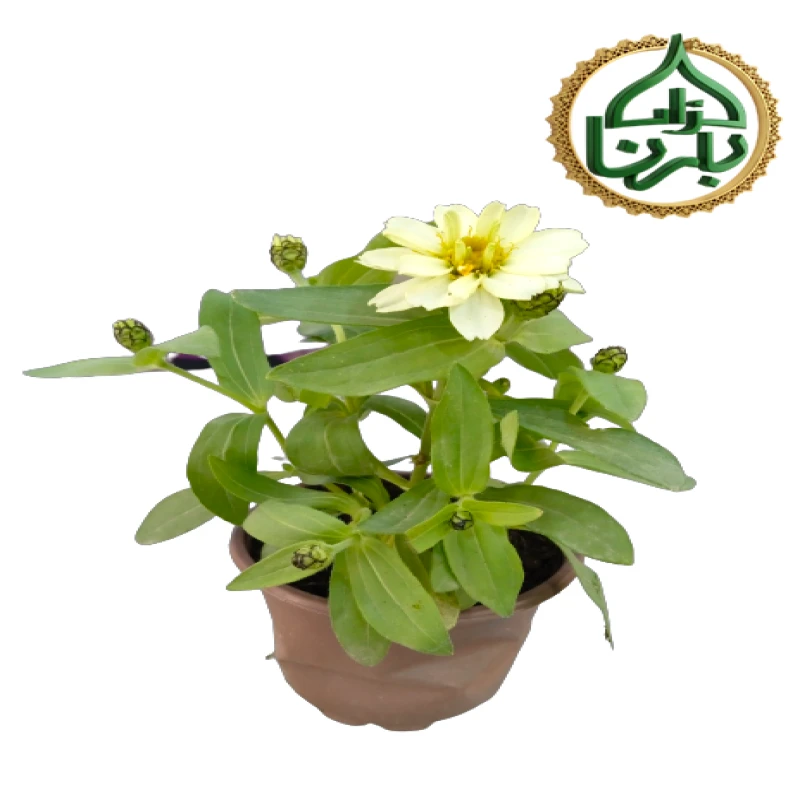 Zinnia White 25 Pieces Box