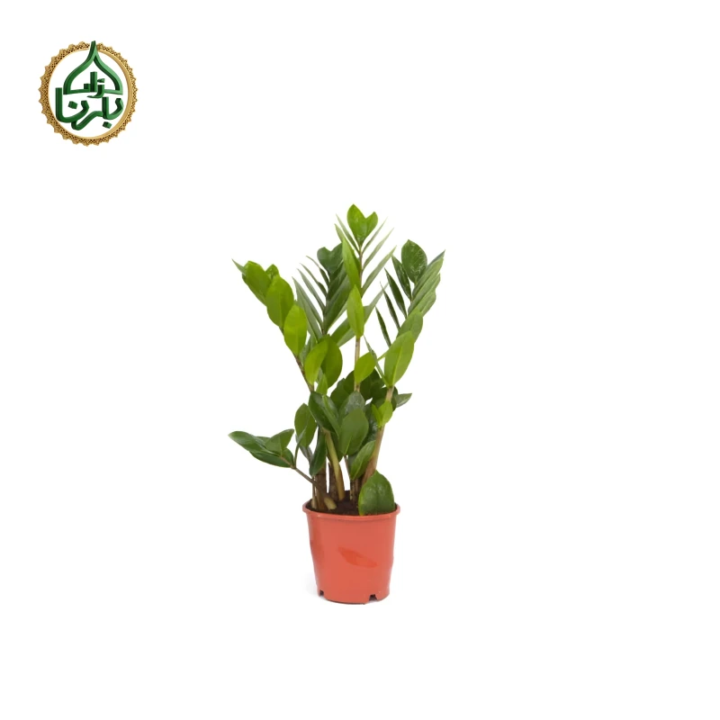 Zamioculcas Zamiifolia - ZZ Plant Small
