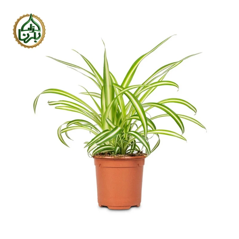 Chlorophytum Vittatum - Spider Plant