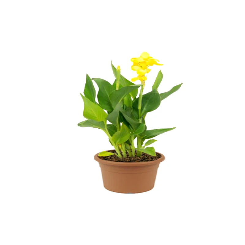 Canna Indica White