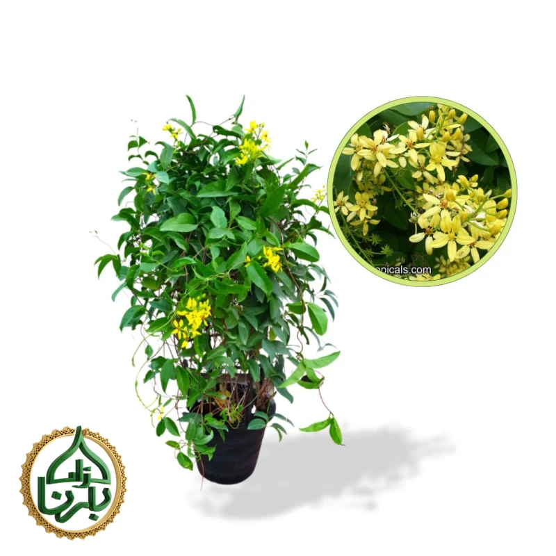 Tristellateia Australasiae (Shower Of Gold Climber)