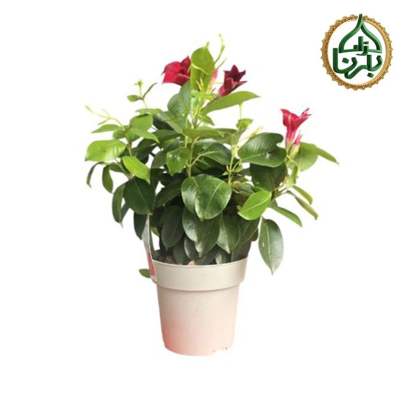 Brazilian Jasmine (Mandevilla-Red)