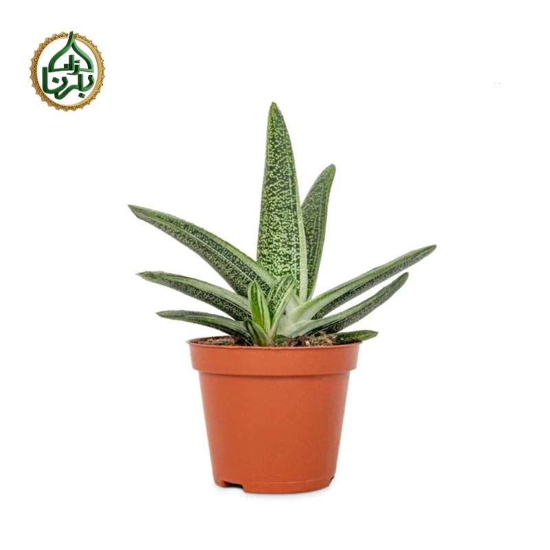 Gasteria 'Little Warty'