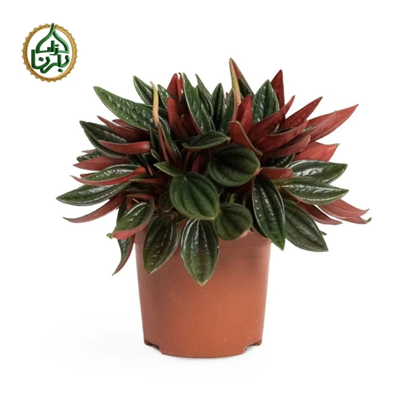 Peperomia Caperata Santorini Big