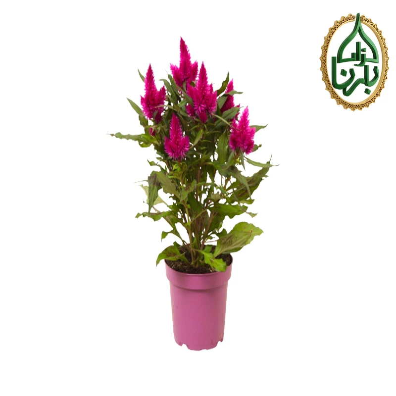 Celosia 'Deep Purple