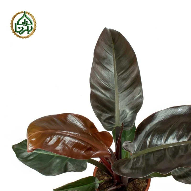 Philodendron 'Imperial Red'