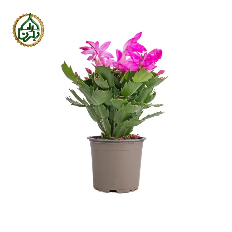 Christmas Cactus (Schlumbergera)- Pink
