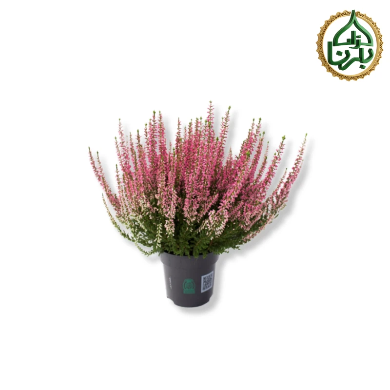 Calluna Pink