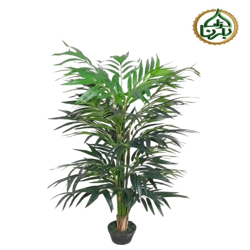 Kentia Palm 150 Cm