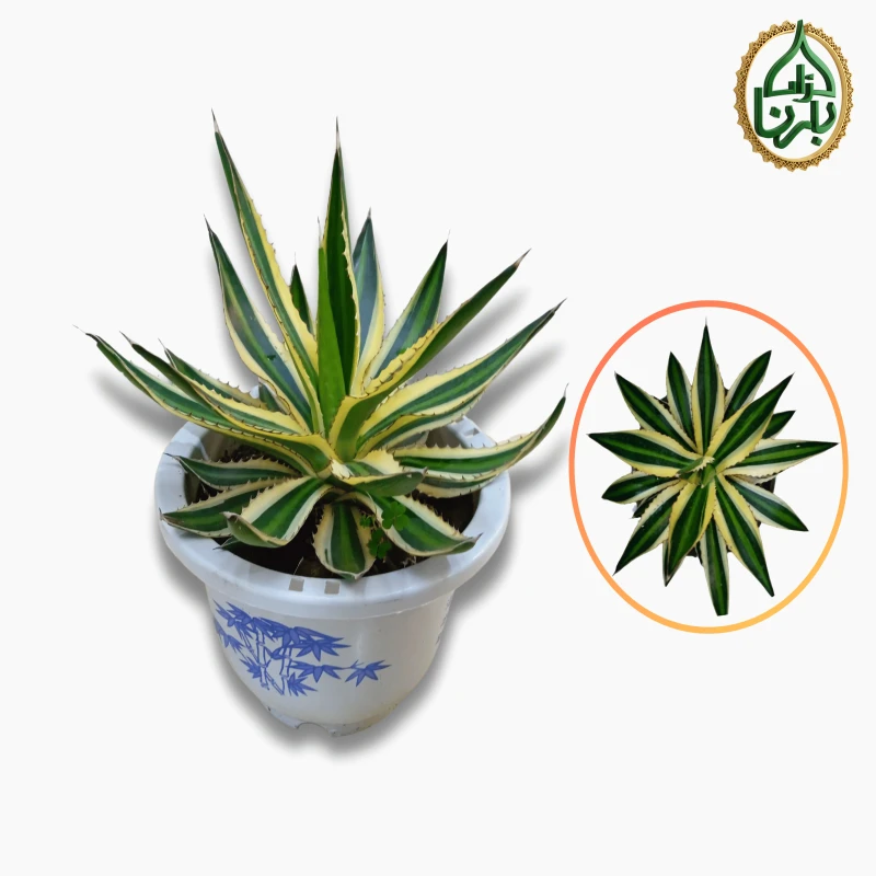 Century Plant (Agave Americana)