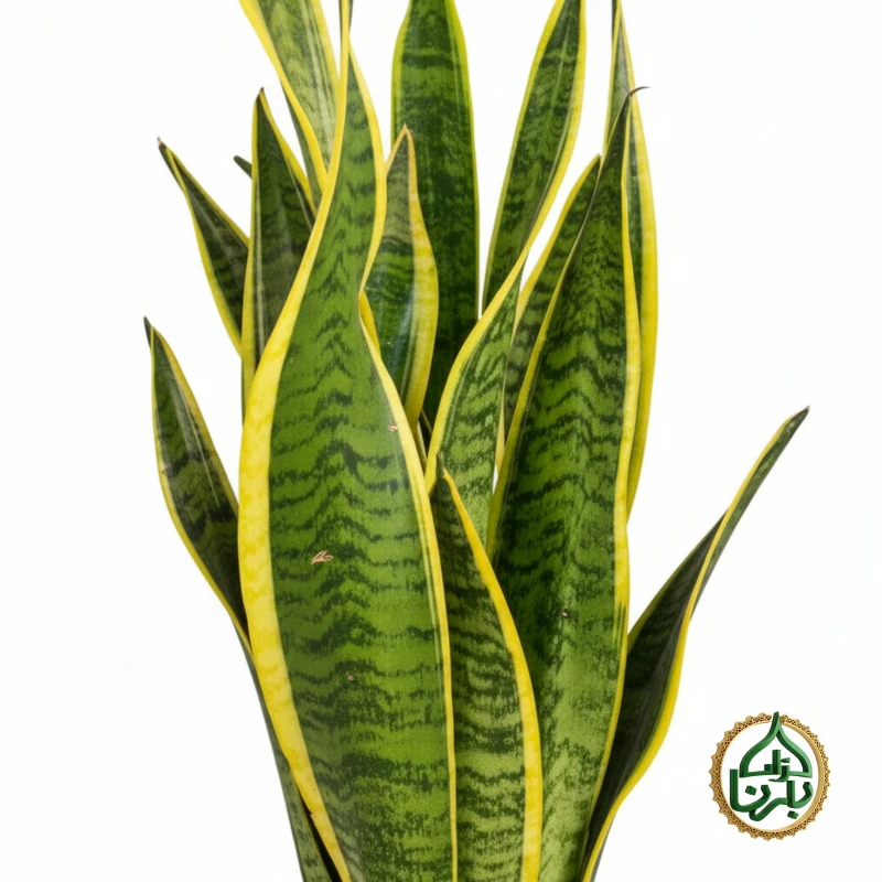 Snake Plant (Sansevieria)