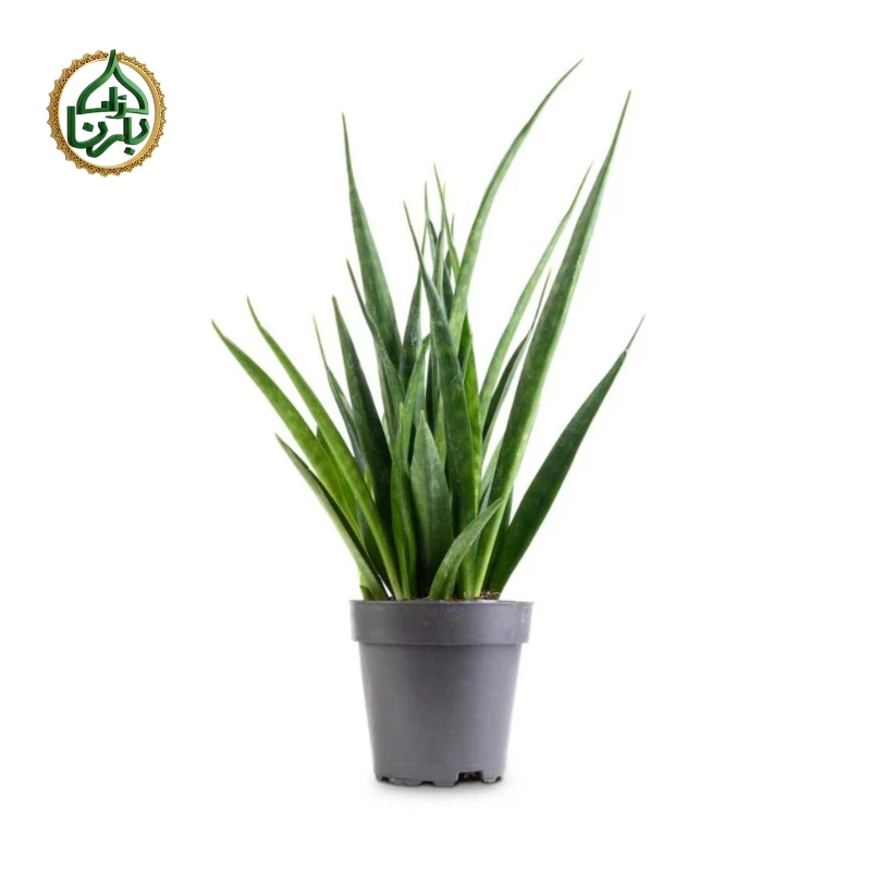 Sansevieria- Snake Plant Kirkii
