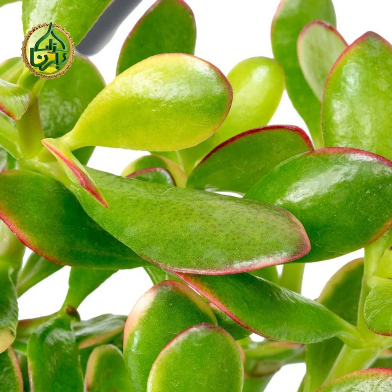 Crassula Sunset (Jade plant)