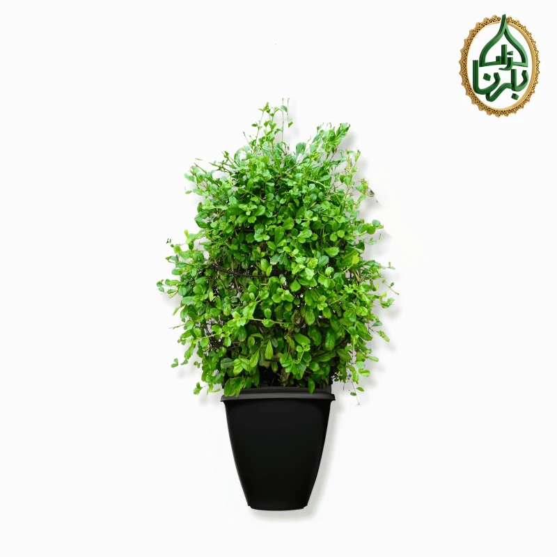Ehretia Microphylla Ball shape