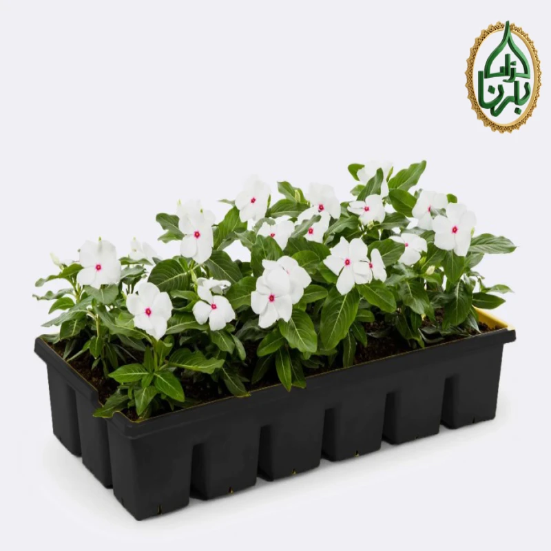 Vinca- White 25pcs Box