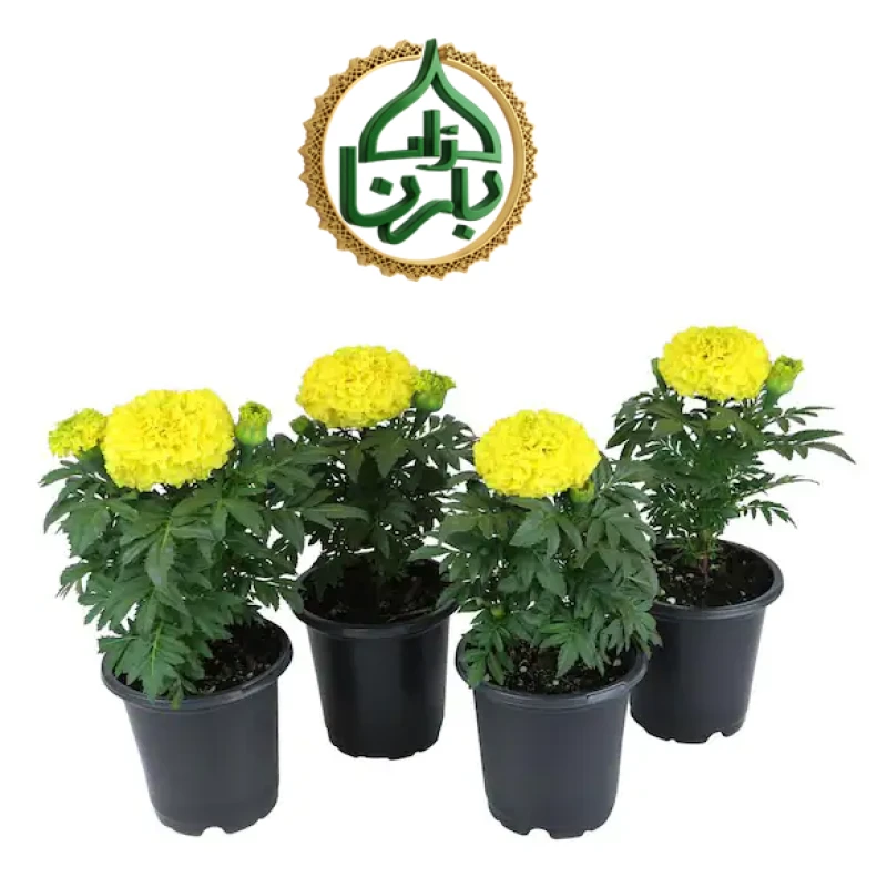 Marigold Yellow 25 Pieces Box