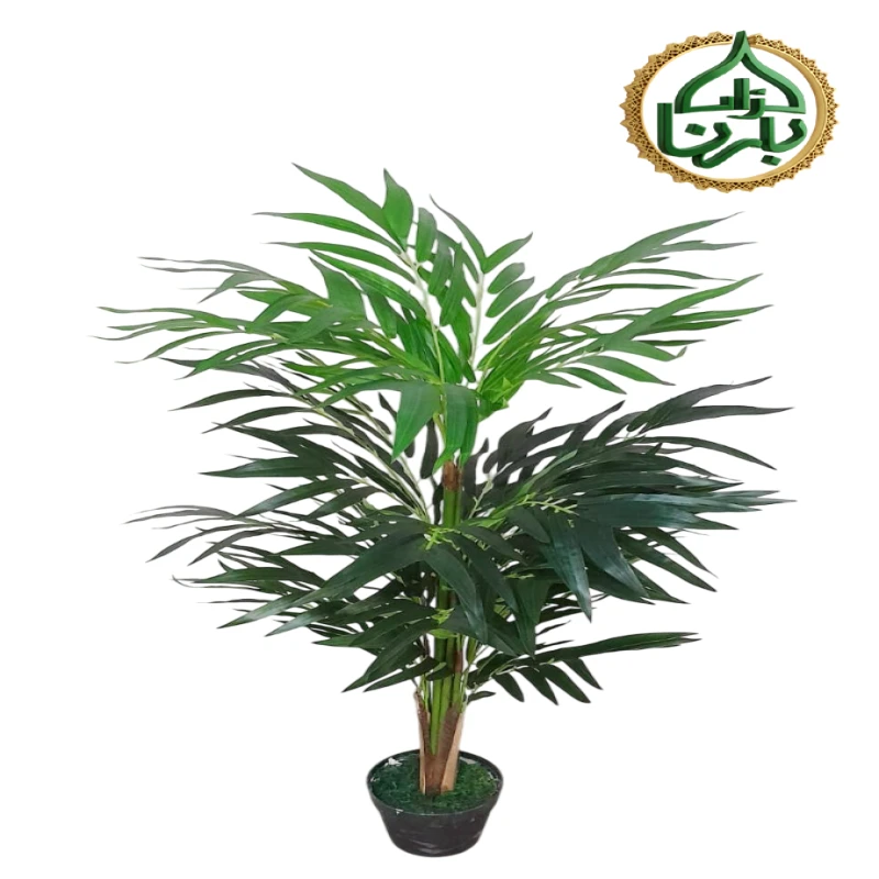 Kentia Palm 120 Cm