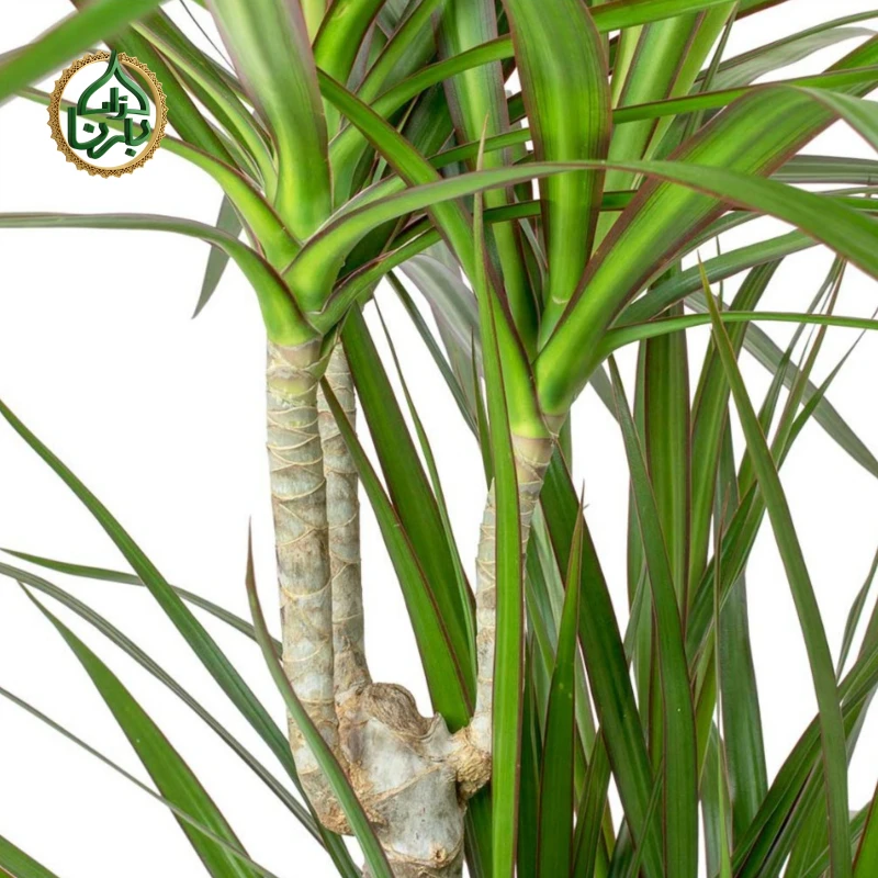 Dracaena marginata (Dragon Tree) 3PP