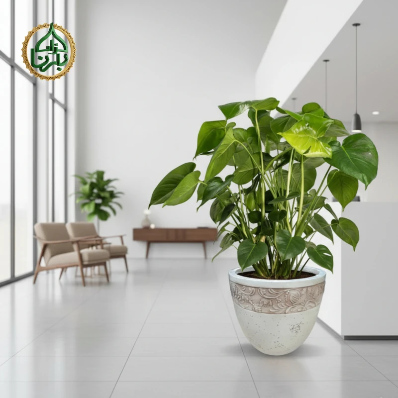 Monstera Deliciosa Big