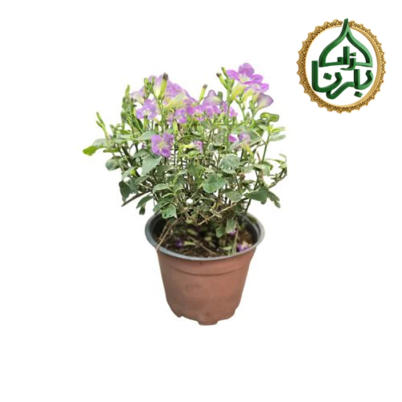 Asystasia Variegated- Chinese Violet-Small