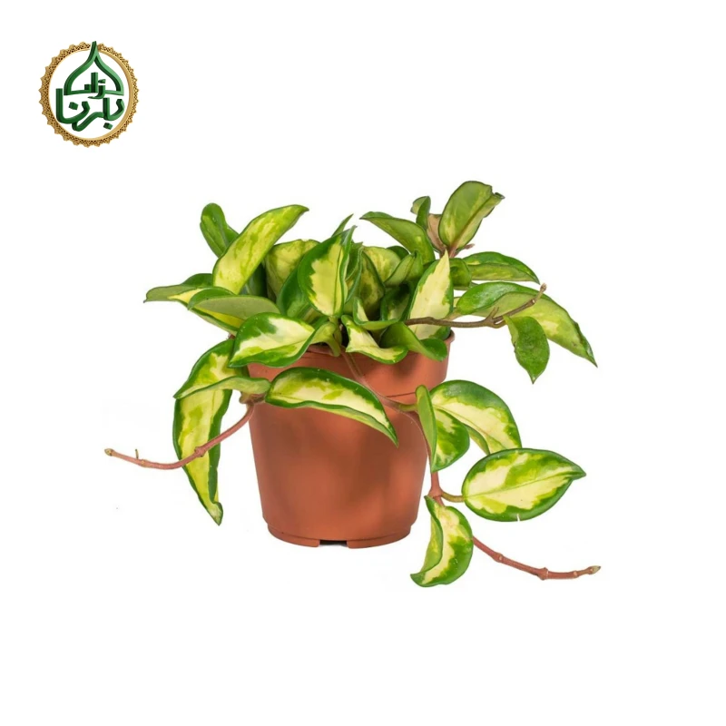 Hoya carnosa Krimson Queen (Wax Plant)