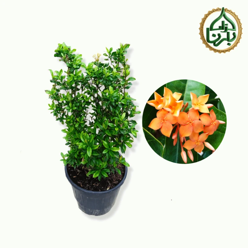 Ixora Orange Big