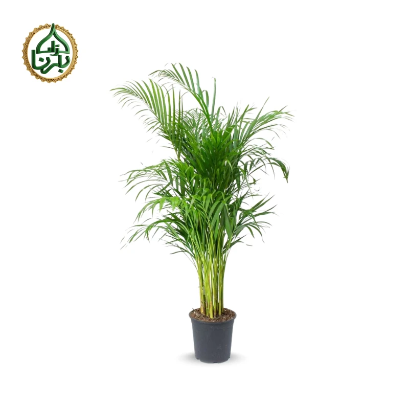 Areca Palm (Small)