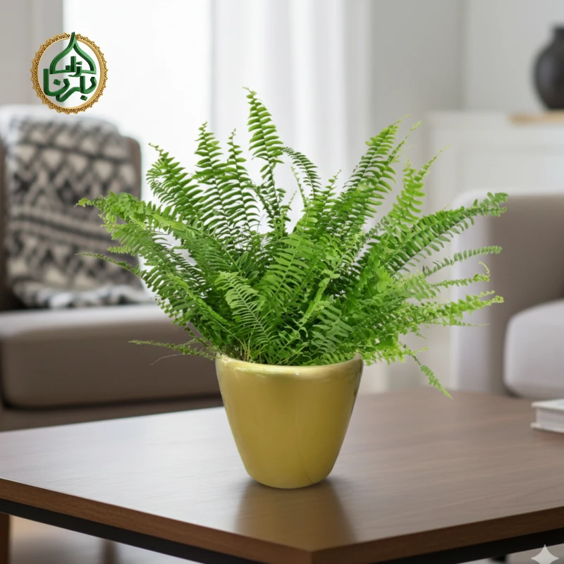 Nephrolepis Boston Fern