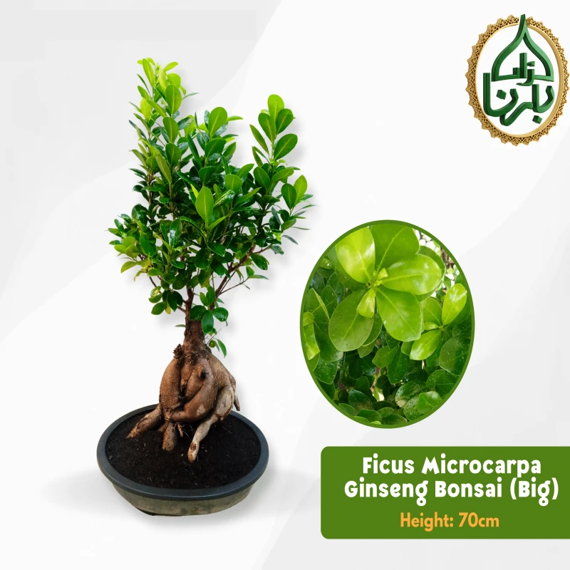 Ficus Microcarpa Ginseng Bonsai- Big