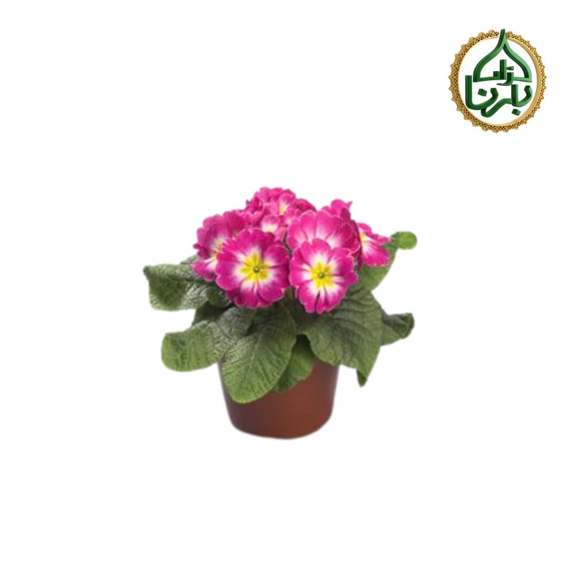 Primula Pink