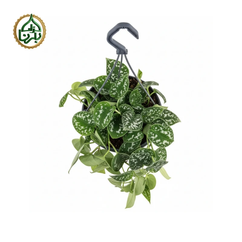 Scindapsus Pictus Hanging