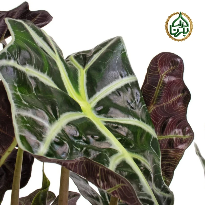 Alocasia Amazonica Polly
