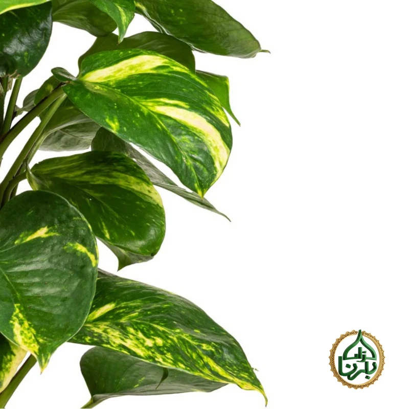 Epipremnum Pinnatum Moss Stick Medium