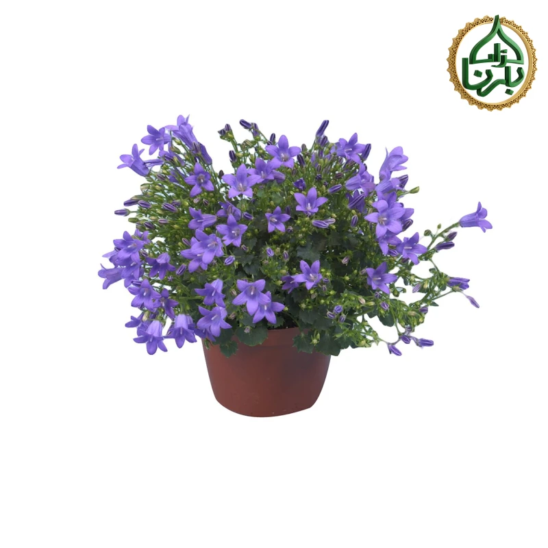 Campanula Porten 'Get Mee'