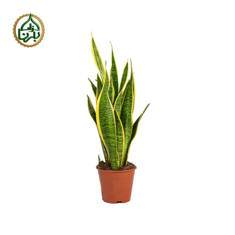Snake Plant (Sansevieria)