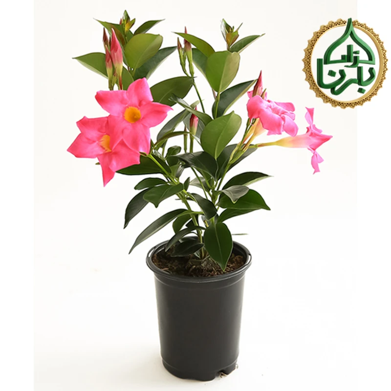 Brazilian Jasmine (Mandevilla-Pink)